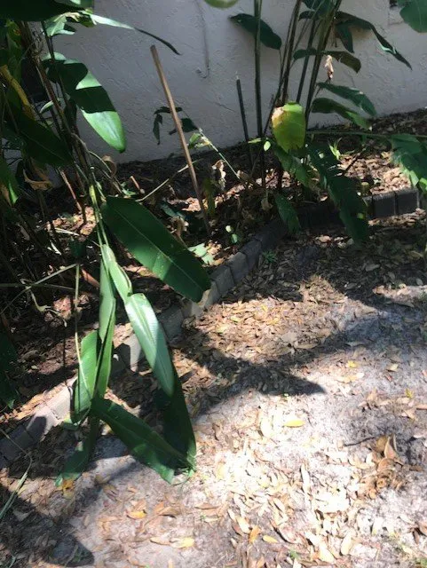 Trusted landscape design for beautiful yards across Eagle Lake, FL - Eagle Lake Lawn Care