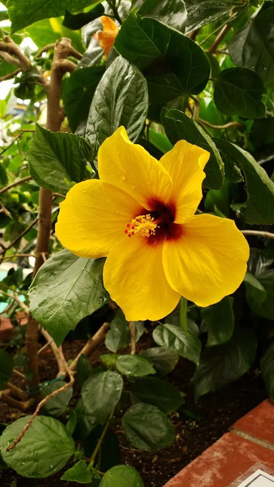 Custom lawn care service in Loveland, CO by Eagle Landscape