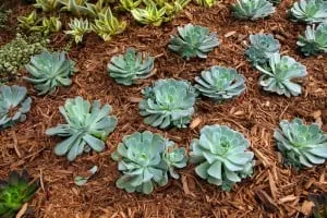 Affordable outdoor landscaping in Loveland, CO by Eagle Landscape