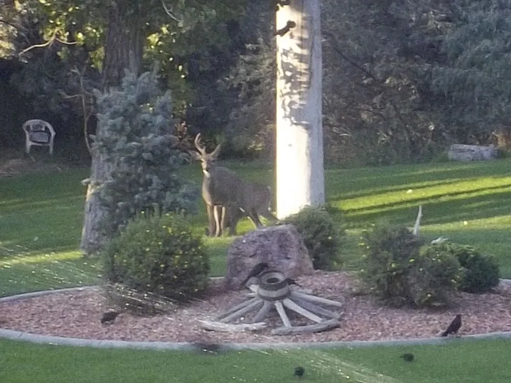 Affordable yard maintenance for year-round maintenance across Billings, MT - Eagle Landscaping