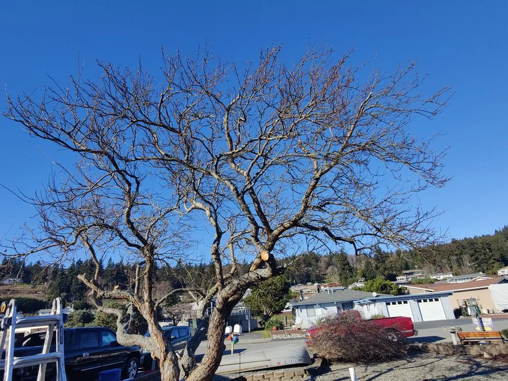 Local lawn care service in Oak Harbor, WA by Eagle Landscaping