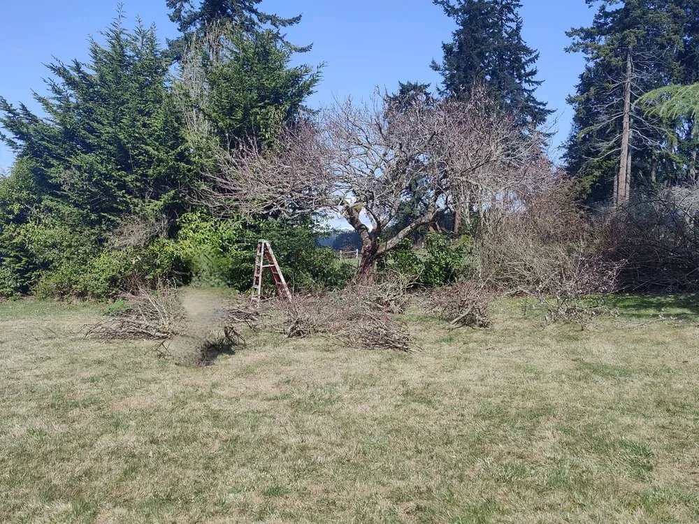 Local lawn mowing service in Oak Harbor, WA - Eagle Landscaping