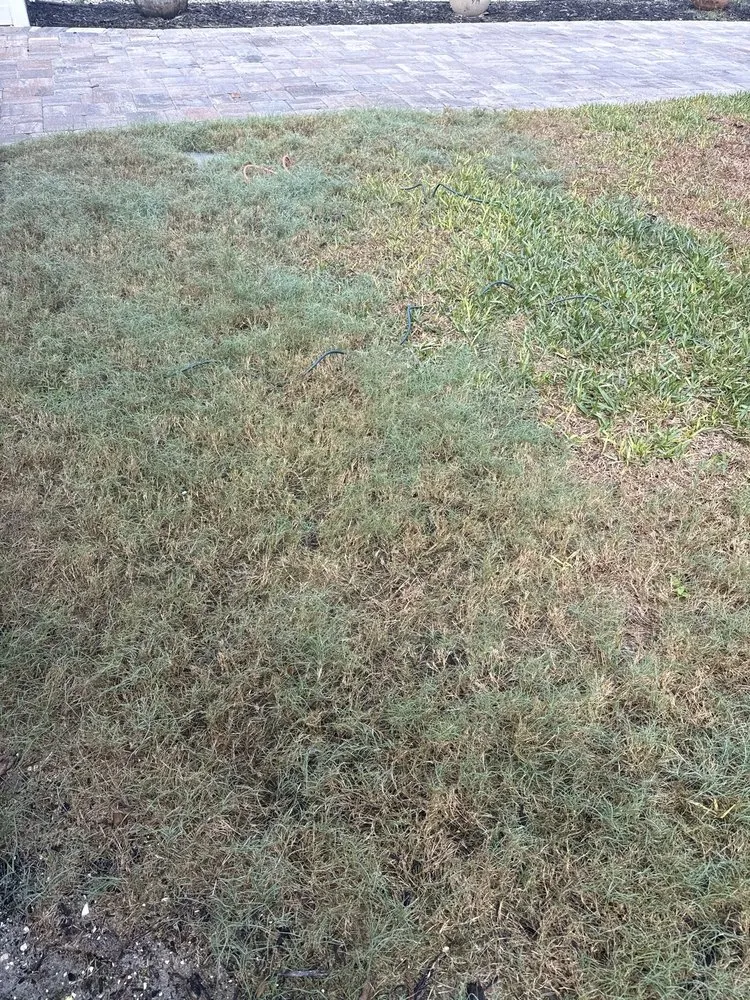 Custom lawn care service for homes in Largo, FL by Eagle Lawn Care and Pest Control