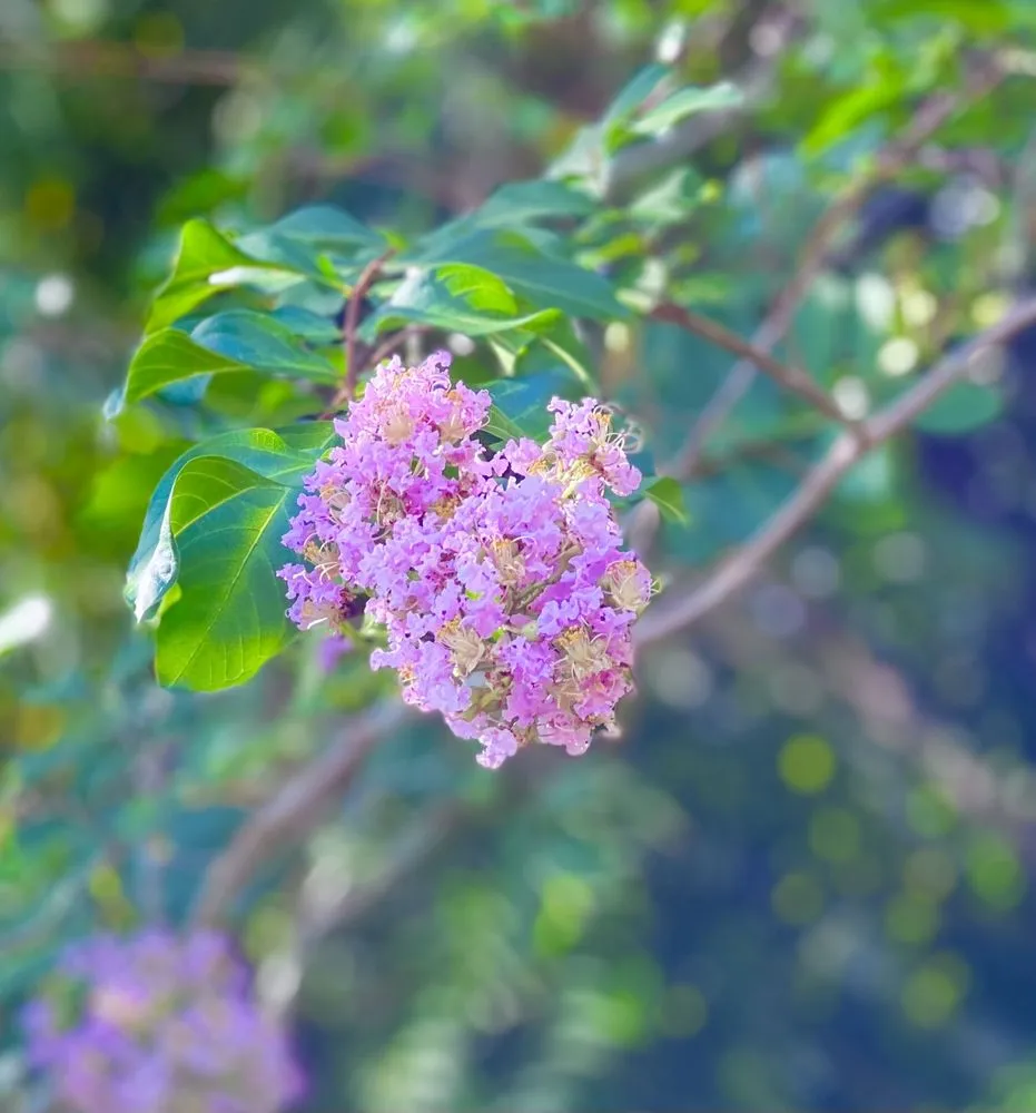 Affordable lawn mowing service in Largo, FL by Eagle Lawn Care and Pest Control