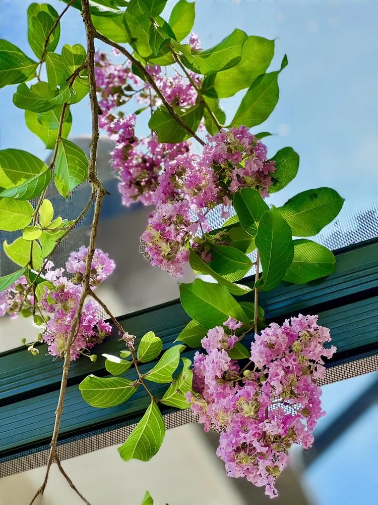 Custom yard maintenance in Largo, FL - Eagle Lawn Care and Pest Control