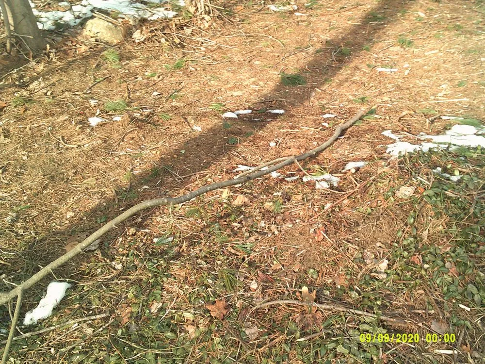 Affordable lawn care service in York, ME by Eagle Lawn Service