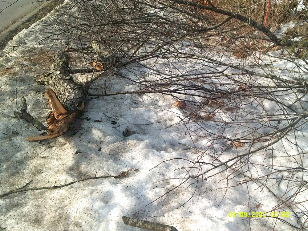 Professional yard cleanup service in York, ME by Eagle Lawn Service