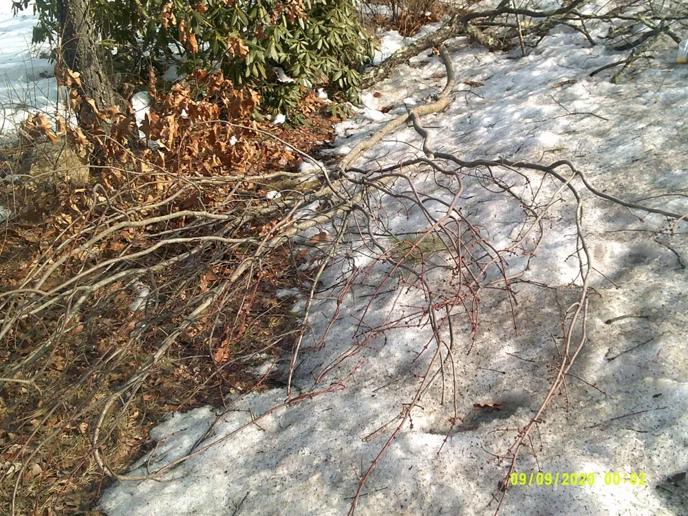 Professional landscape design in York, ME - Eagle Lawn Service