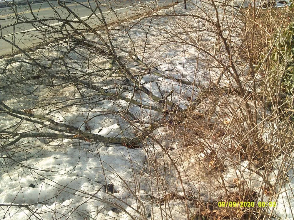 Local landscaping services experts serving York, ME - Eagle Lawn Service