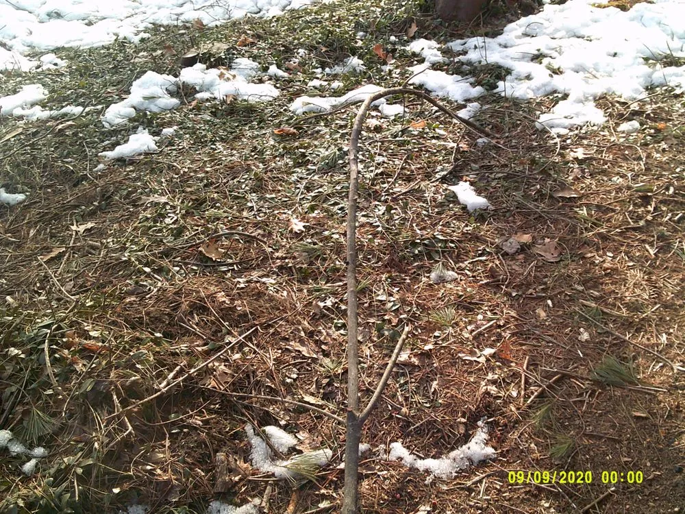 Affordable lawn care service in York, ME - Eagle Lawn Service