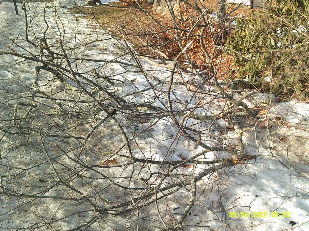 Expert landscape design for residential properties across York, ME - Eagle Lawn Service