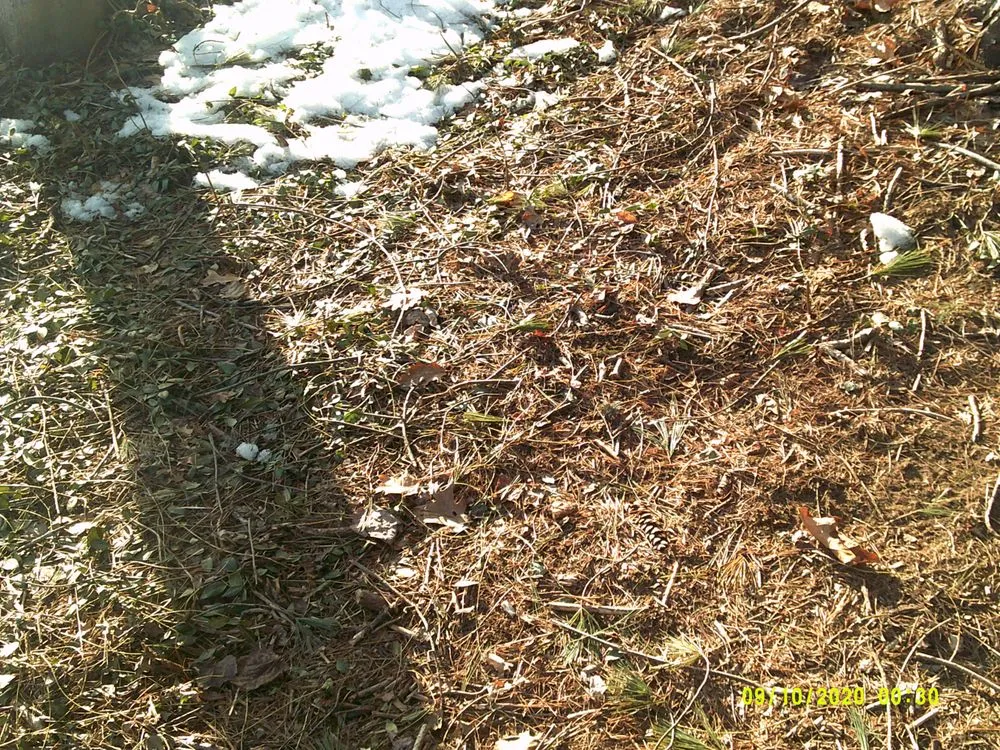 Local lawn care service in York, ME - Eagle Lawn Service