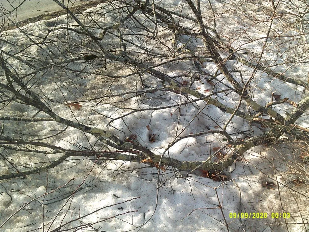 Expert landscape design for beautiful yards in York, ME by Eagle Lawn Service