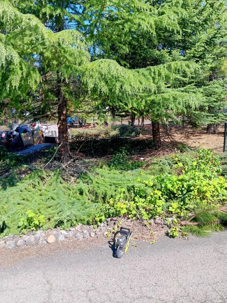 Professional yard cleanup service in Medford, OR by Eagle One