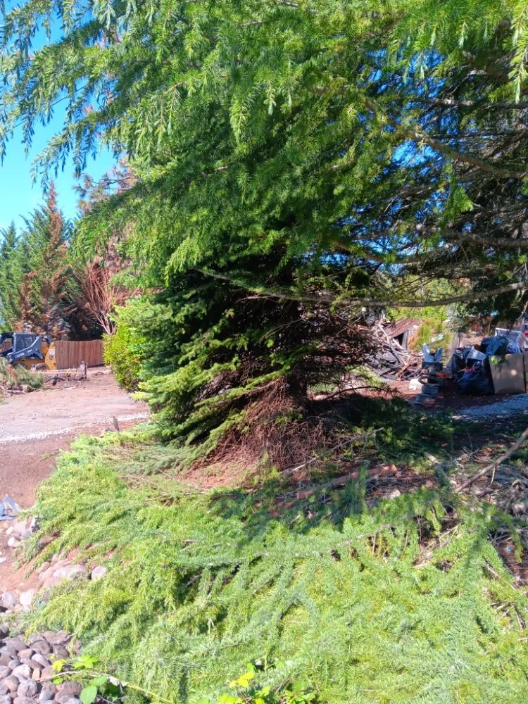 Top-rated lawn care service for outdoor upgrades in Medford, OR by Eagle One