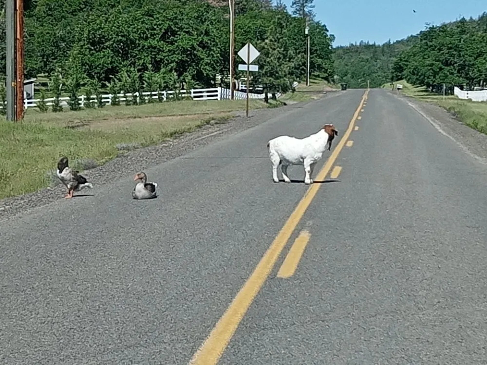 Custom landscaping services for year-round maintenance in Eagle Point, OR by Eagle Point Lawncare & Landscape Maintenance