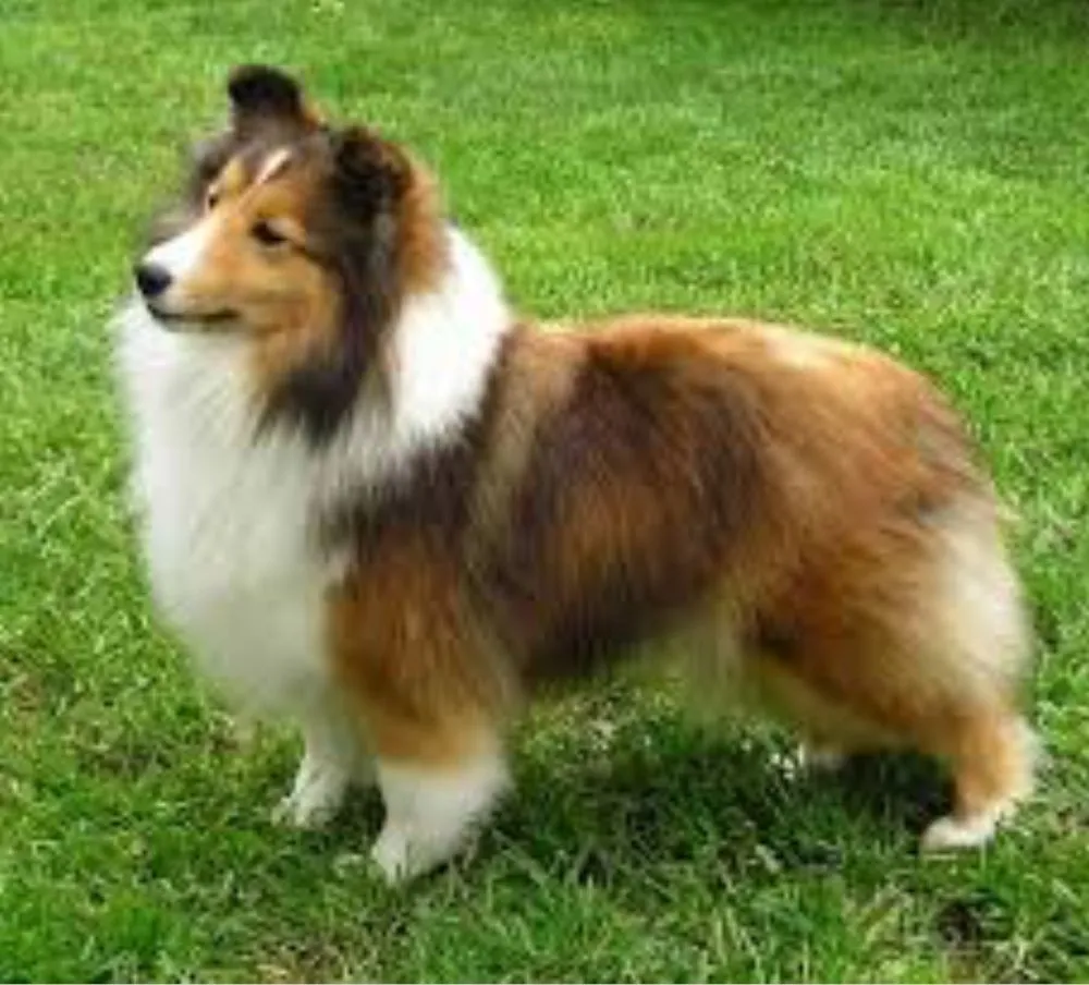 Top-rated yard maintenance for outdoor upgrades in Hampstead, MD by Eagle Shark