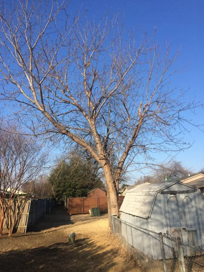 Top-rated landscaping services near you in San Marcos, TX by Eagle Tree & Lawn Care