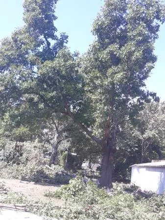 Custom landscape installation in San Marcos, TX by Eagle Tree & Lawn Care