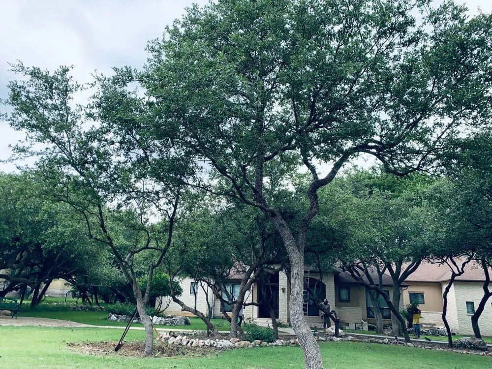 Custom lawn care service in San Marcos, TX - Eagle Tree & Lawn Care