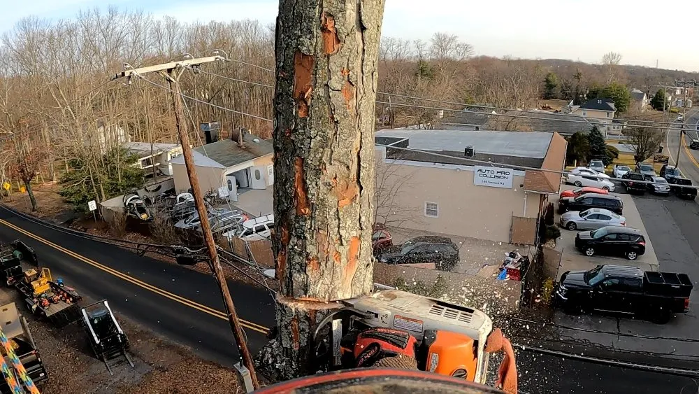 Expert lawn care service experts serving Freehold, NJ - Eagle Tree Service