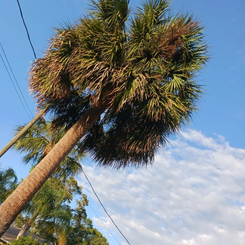 Reliable landscape design near you across Spring Hill, FL - EaglEeyes tree services