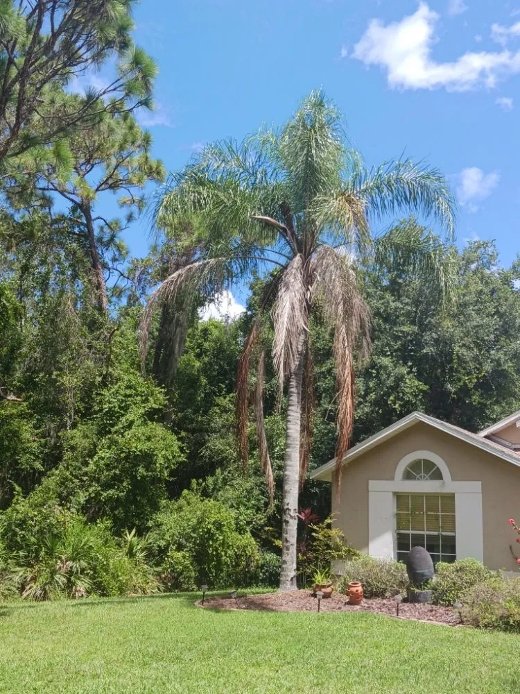 Trusted garden landscaping in Spring Hill, FL by EaglEeyes tree services