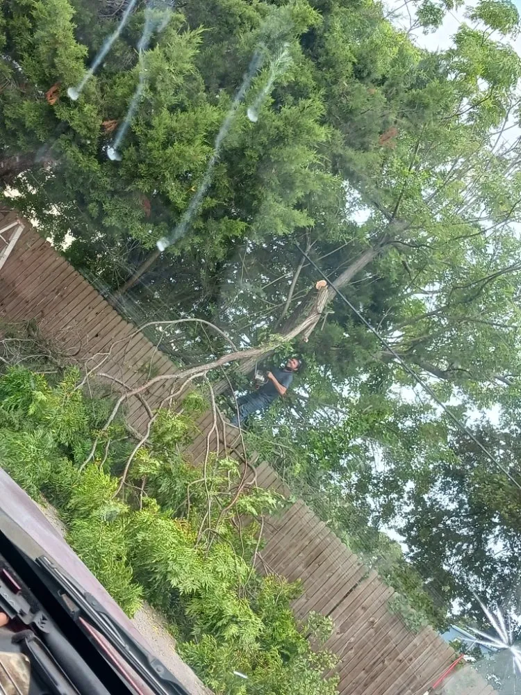 Custom lawn care service for beautiful yards across Spring Hill, FL - EaglEeyes tree services