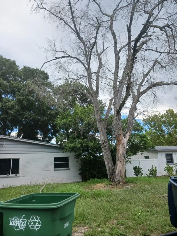 Reliable yard cleanup service experts serving Spring Hill, FL - EaglEeyes tree services
