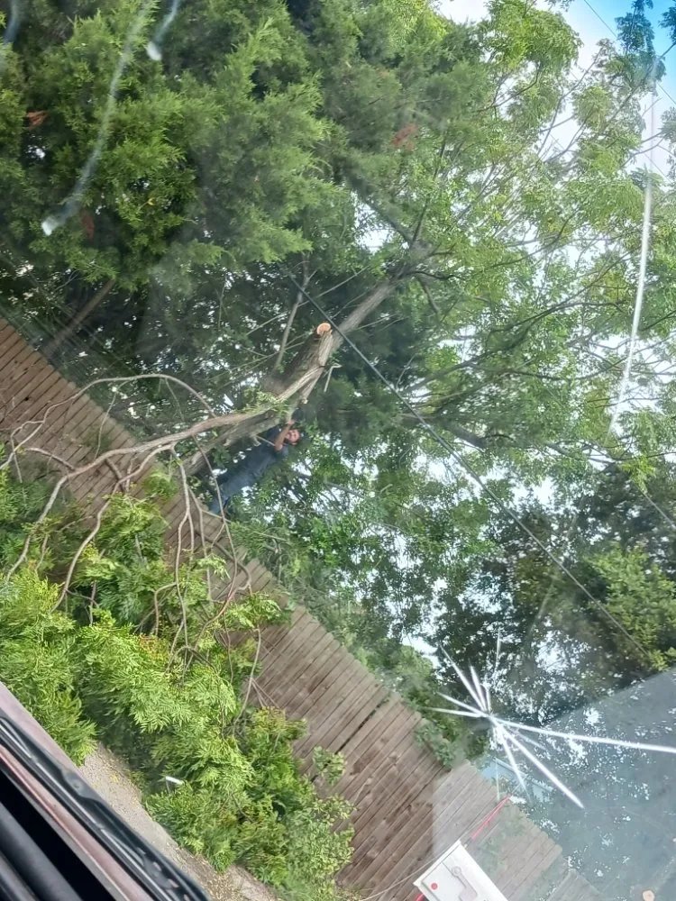 Local residential landscaping in Spring Hill, FL by EaglEeyes tree services