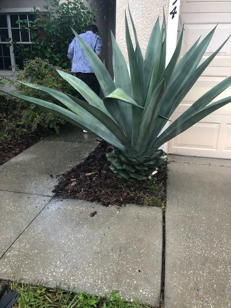 Custom yard cleanup service in Spring Hill, FL - EaglEeyes tree services