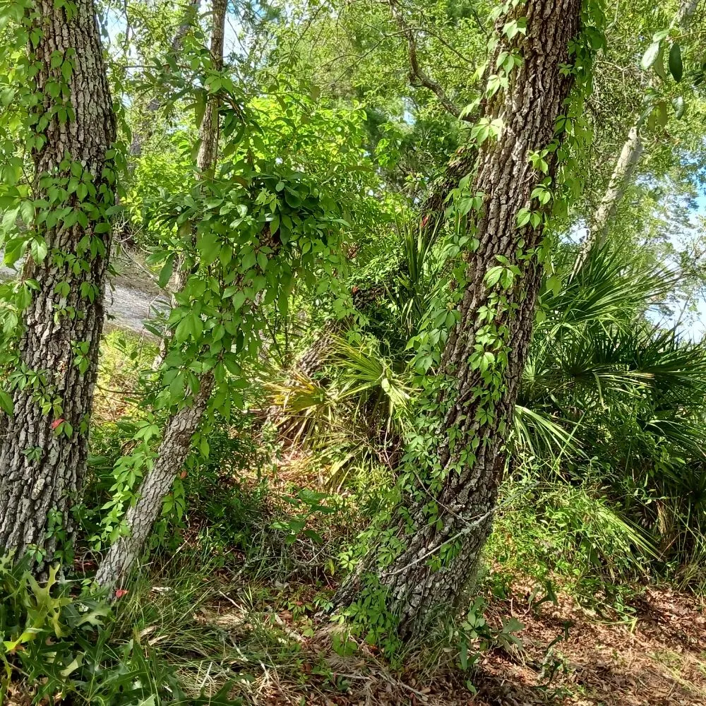 Local landscape installation in Spring Hill, FL - EaglEeyes tree services