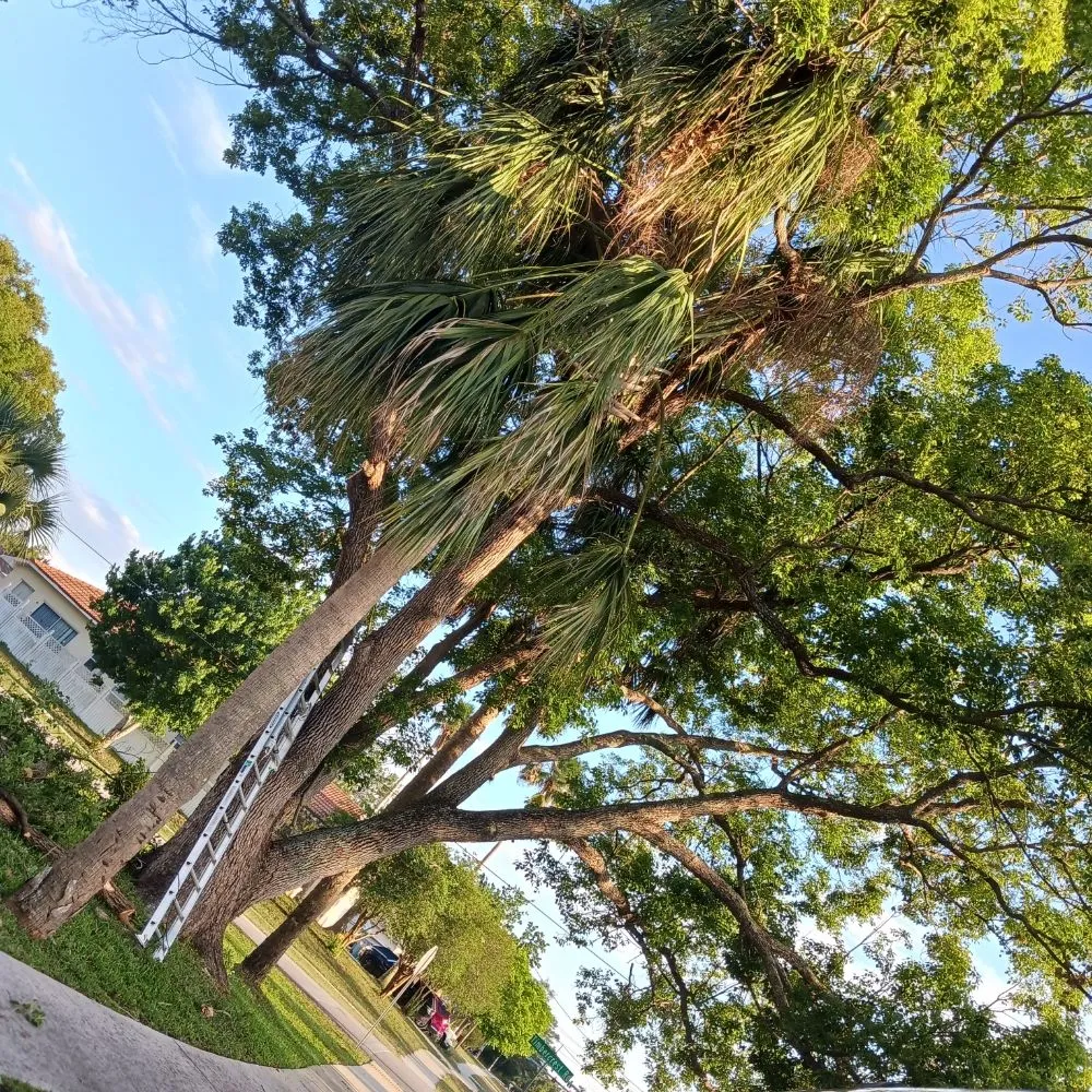 Affordable yard cleanup service experts serving Spring Hill, FL - EaglEeyes tree services