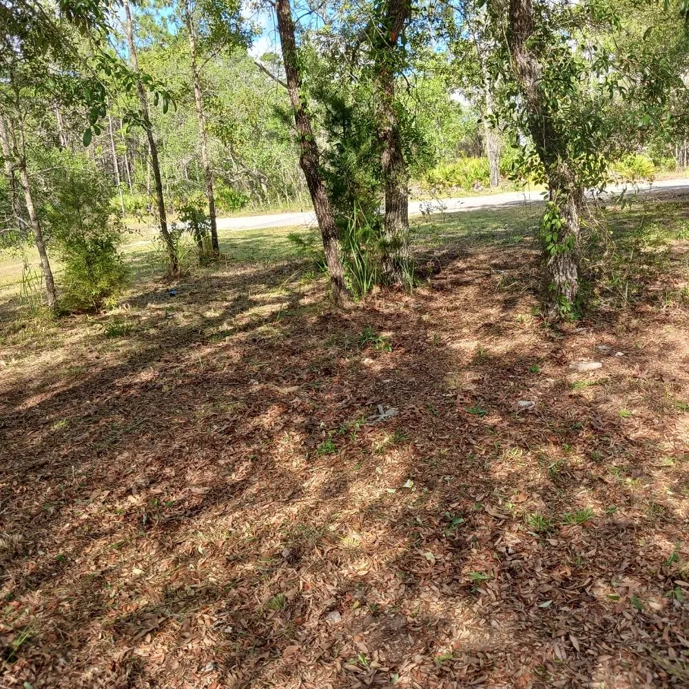 Expert outdoor landscaping in Spring Hill, FL - EaglEeyes tree services