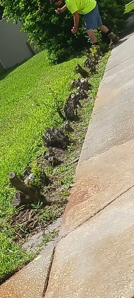 Trusted garden landscaping for outdoor upgrades in Spring Hill, FL by EaglEeyes tree services