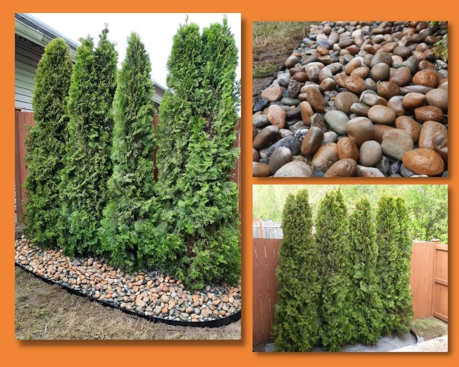 Reliable yard cleanup service in Arlington, WA by Eagles Landscaping