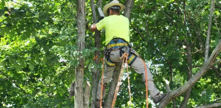Trusted residential landscaping for year-round maintenance across Manassas Park, VA - Eagles Landscaping
