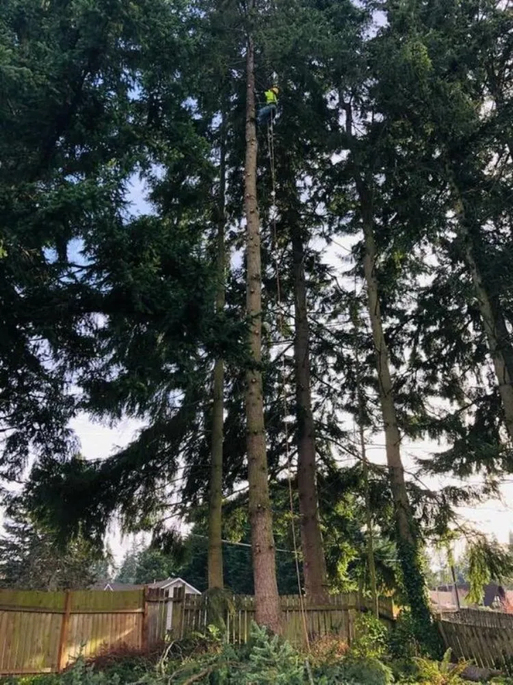 Custom landscape installation near you across Everett, WA - Eagles Wings Mowing And Maintenance