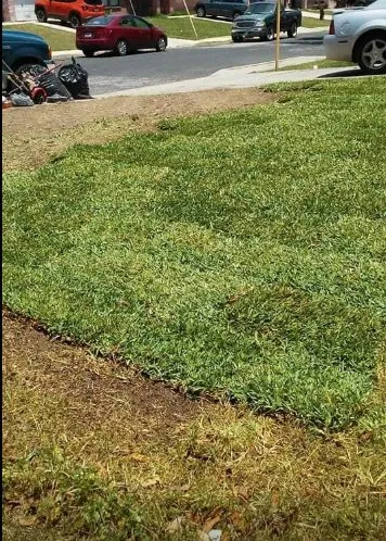 Top-rated landscape installation in San Antonio, TX by Eagleye Services Landscape And More