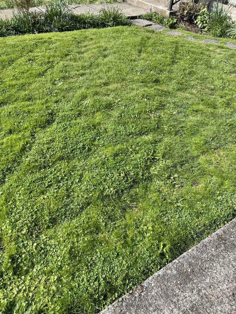 Expert landscape installation in McMinnville, OR by Eaim