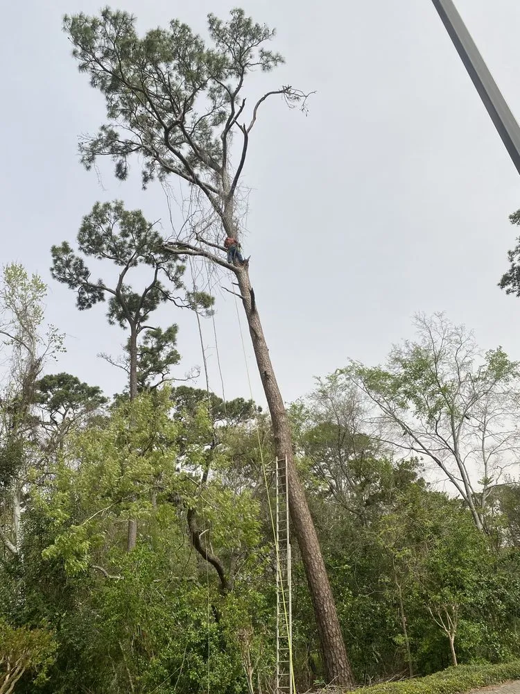 Professional outdoor landscaping in Houston, TX by EAP Landscaping