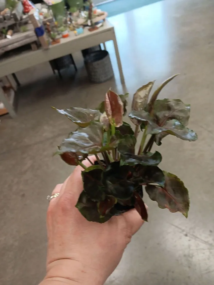 Local residential landscaping in Des Moines, IA by Earl May Garden Center