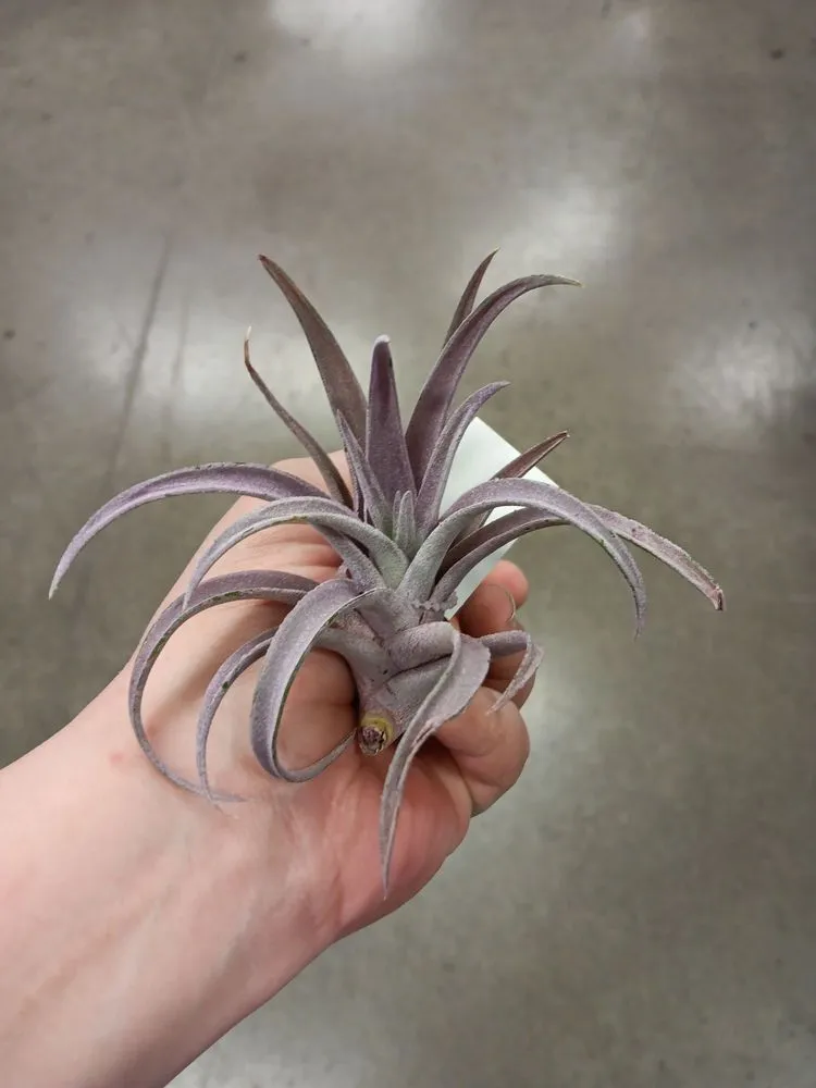 Top-rated landscaping services for outdoor upgrades in Des Moines, IA by Earl May Garden Center