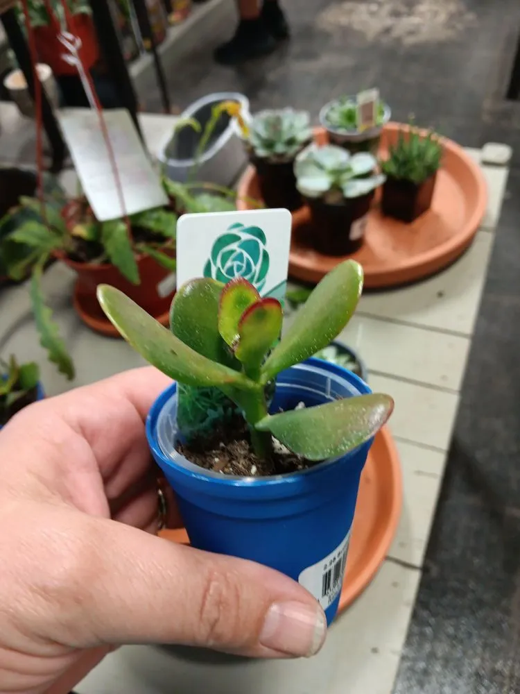 Affordable yard cleanup service for year-round maintenance across West Des Moines, IA - Earl May Garden Center