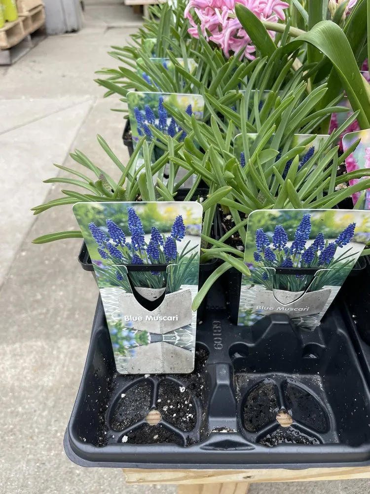 Local yard maintenance in West Des Moines, IA by Earl May Garden Center