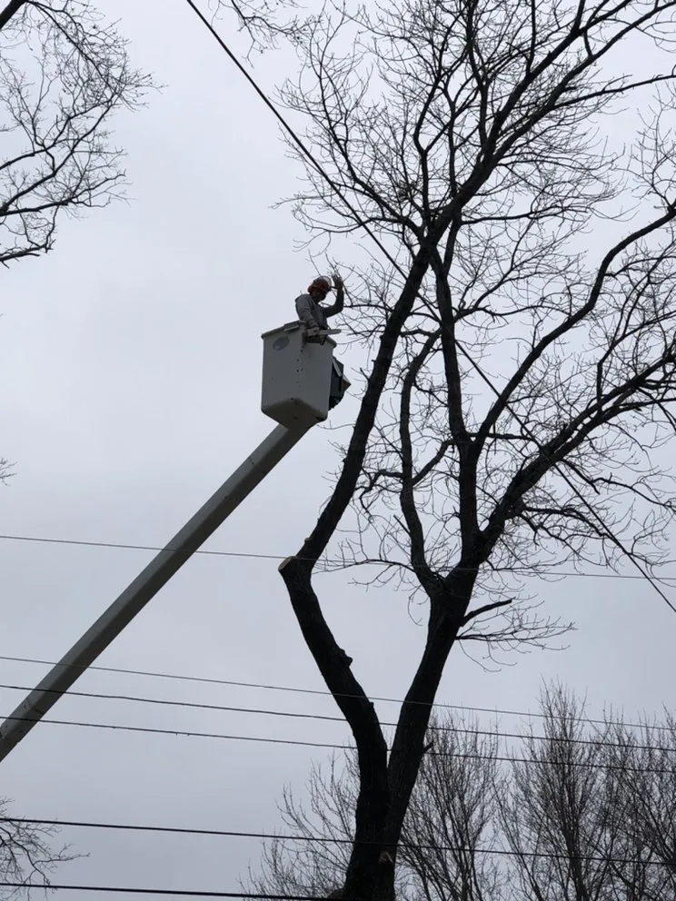 Top-rated lawn care service for residential properties in Cedar Hill, MO by Earley&Son’s Tree Service and Landscaping