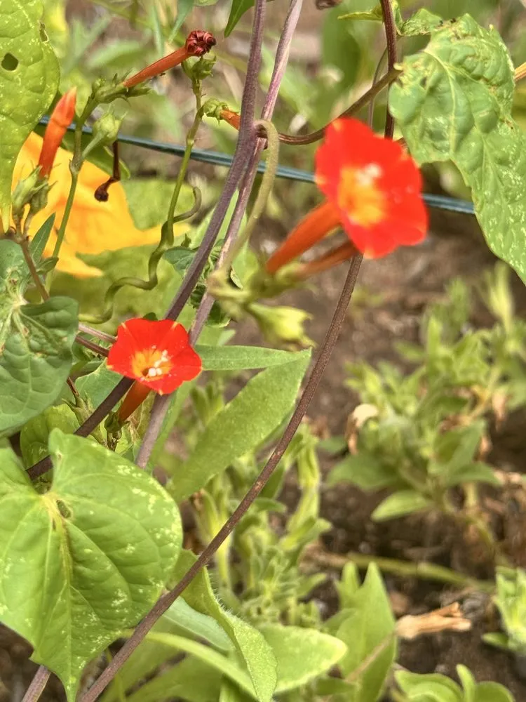 Reliable landscape design for homes in La Mesa, CA by Early Bird Handyman & Lawn