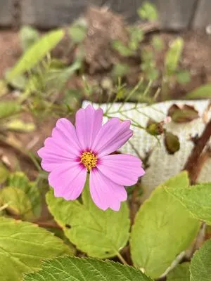 Early Bird Handyman & Lawn Logo