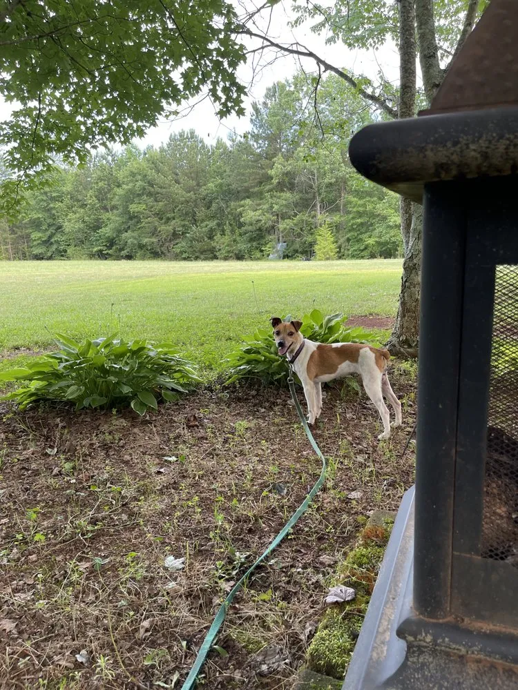 Trusted yard cleanup service in Seneca, SC - Early Cuts