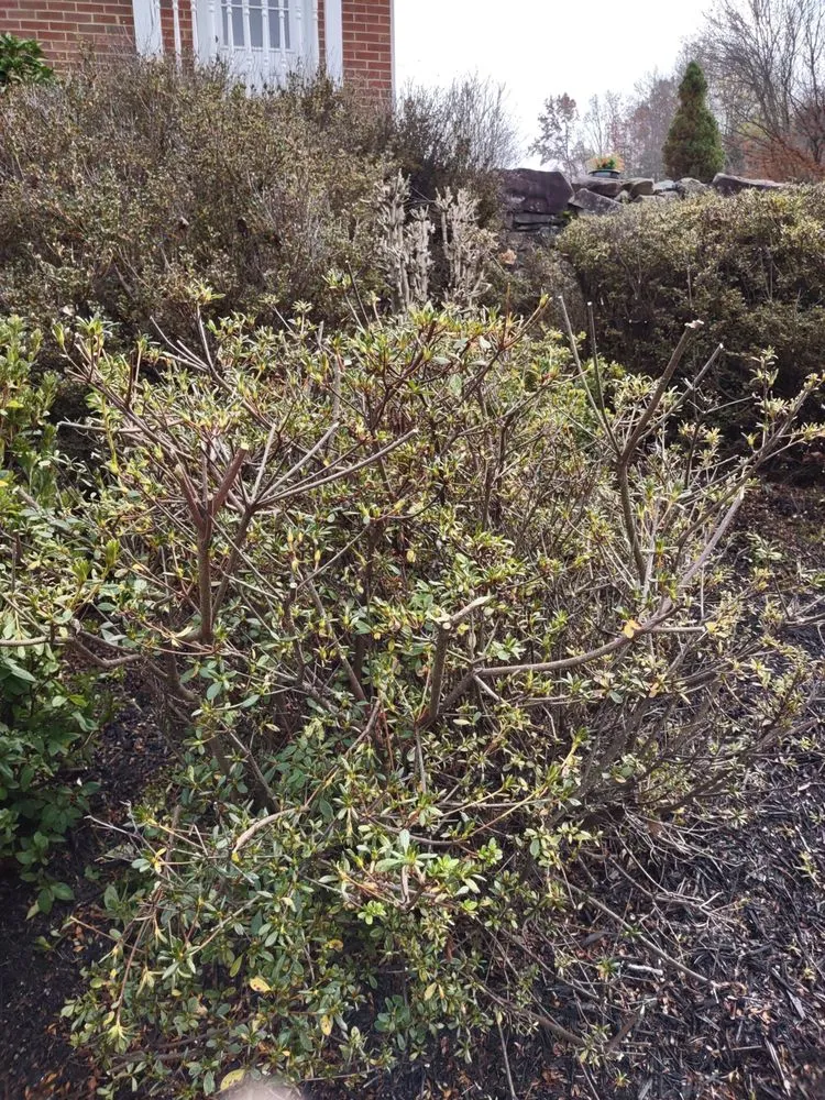 Affordable lawn care service for beautiful yards in Cave Spring, VA by Early Landscaping and Helping Hands